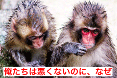 maS.gif