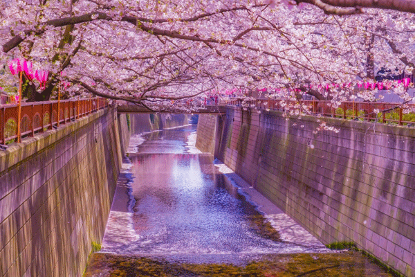 sakura.gif